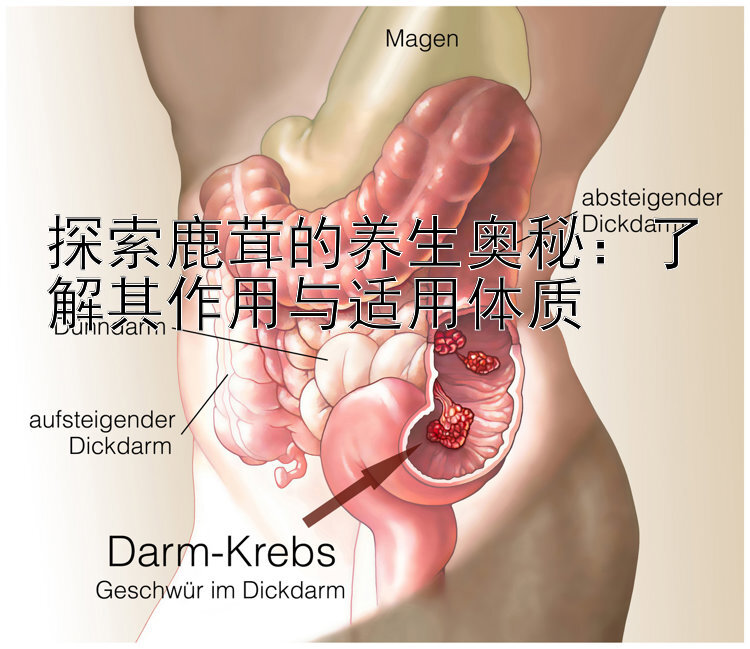 探索鹿茸的养生奥秘：了解其作用与适用体质