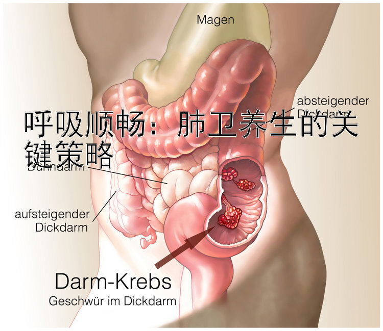 呼吸顺畅：肺卫养生的关键策略